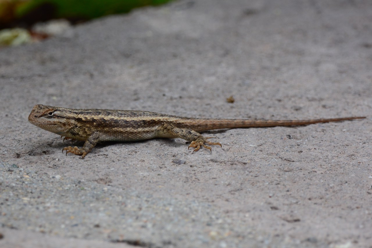 Sceloporus cowlesi